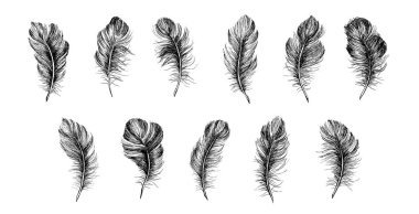 Tüyler beyaz arkaplana el çizimi