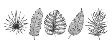 Tropikal yapraklar elle çizilmiş