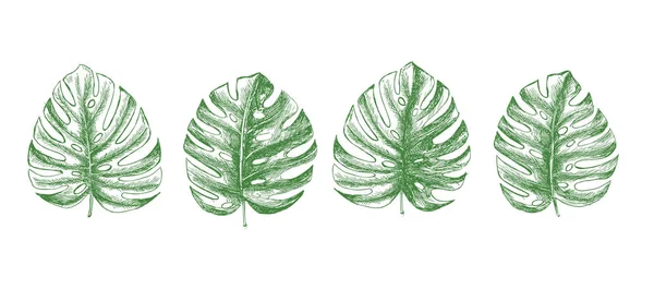 Тропические Листья — стоковый вектор