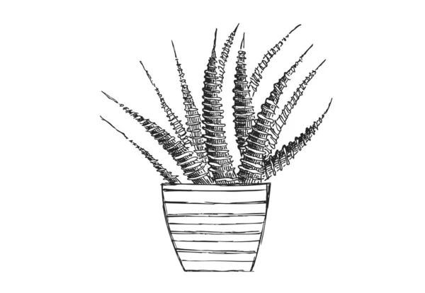 Kaktus Isolerad Vit Bakgrund — Stock vektor