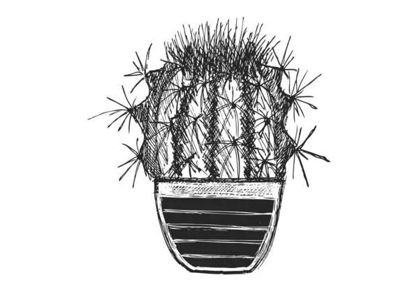 Cactus Geïsoleerd Witte Achtergrond — Stockvector