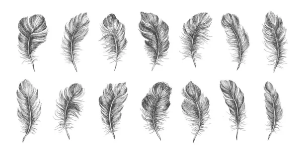 Feathers Set Hand Drawn White Background — Stock Vector