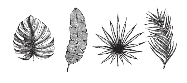 Feuilles Tropicales Dessinées Main — Image vectorielle