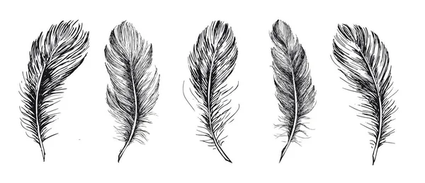 Feathers Set Hand Drawn White Background — Stock Vector