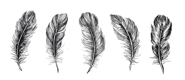 羽毛设置 手绘在白色背景上 — 图库矢量图片