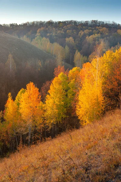 Golden autumn in the Voronezh region near the don river