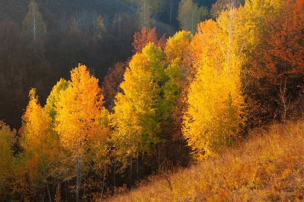 Golden autumn in the Voronezh region near the don river