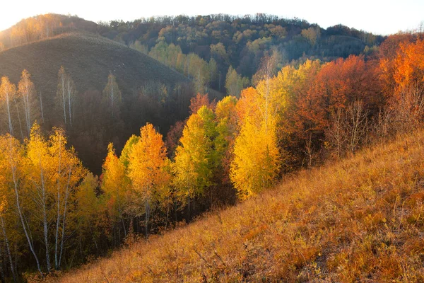 Golden autumn in the Voronezh region near the don river