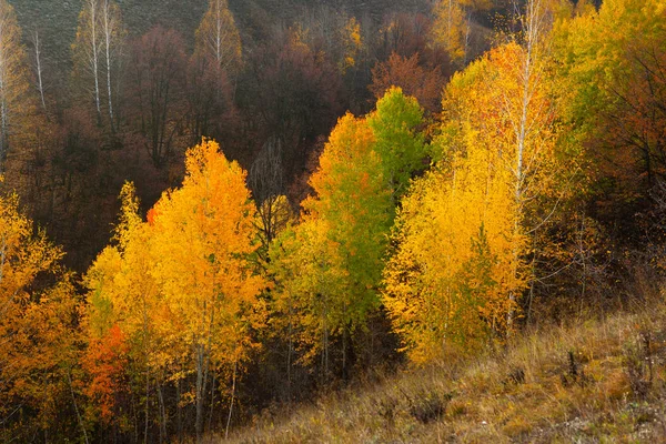 Golden autumn in the Voronezh region near the don river