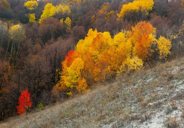 ドン川近くのヴォロネジ地方の黄金の秋 ストック写真