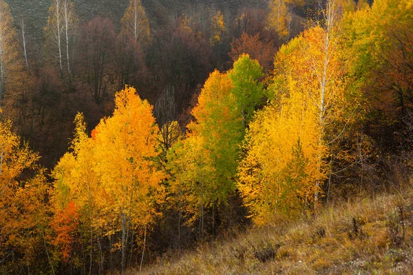 Don Nehrinin Yakınındaki Voronezh Bölgesinde Altın Sonbahar Stok Fotoğraf