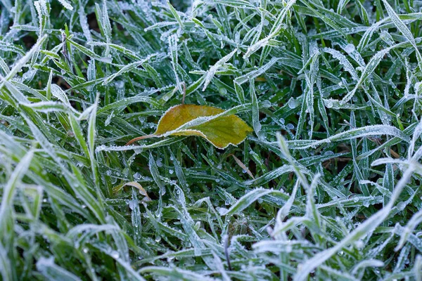 Grünes Saftiges Gras Frühen Morgen Mit Frostigem Frost Spätherbst Bedeckt — Stockfoto