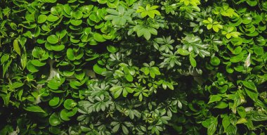 Çiçekler. İçi çeşitli taze bitkilerle dolu yeşil bir duvar. Duvardaki tencerede taze yeşil yapraklar var. Yeşil doğal bir duvar şeklinde ev bitkileri. Yeşil bir çiçek duvarı şeklinde bir arkaplan. Bahçe işlerinin arka planı