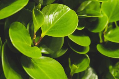 Çiçekler. İçi çeşitli taze bitkilerle dolu yeşil bir duvar. Duvardaki tencerede taze yeşil yapraklar var. Yeşil doğal bir duvar şeklinde ev bitkileri. Yeşil bir çiçek duvarı şeklinde bir arkaplan. Bahçe işlerinin arka planı