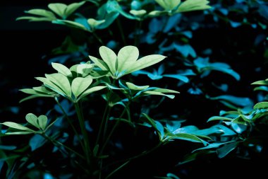 Çiçekler. İçi çeşitli taze bitkilerle dolu yeşil bir duvar. Duvardaki tencerede taze yeşil yapraklar var. Yeşil doğal bir duvar şeklinde ev bitkileri. Mavi bir duvar şeklinde arkaplan