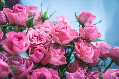 Mavi arka planda bir buket pembe gül. Sevgililer Günü 'nde bir buket pembe gül. Tatil için güzel güller. Doğum günü için güzel güller. arkaplan olarak yükseldi