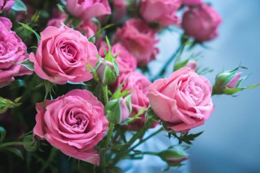 Mavi arka planda bir buket pembe gül. Sevgililer Günü 'nde bir buket pembe gül. Tatil için güzel güller. Doğum günü için güzel güller. arkaplan olarak yükseldi