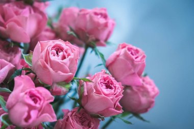 Mavi arka planda bir buket pembe gül. Sevgililer Günü 'nde bir buket pembe gül. Tatil için güzel güller. Doğum günü için güzel güller. arkaplan olarak yükseldi
