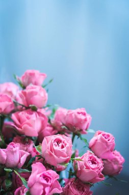 Mavi arka planda bir buket pembe gül. Sevgililer Günü 'nde bir buket pembe gül. Tatil için güzel güller. Doğum günü için güzel güller. arkaplan olarak yükseldi
