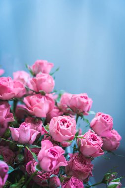 Mavi arka planda bir buket pembe gül. Sevgililer Günü 'nde bir buket pembe gül. Tatil için güzel güller. Doğum günü için güzel güller. arkaplan olarak yükseldi