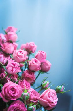 Mavi arka planda bir buket pembe gül. Sevgililer Günü 'nde bir buket pembe gül. Tatil için güzel güller. Doğum günü için güzel güller. arkaplan olarak yükseldi