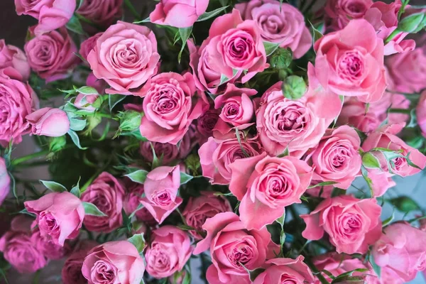 Mavi arka planda bir buket pembe gül. Sevgililer Günü 'nde bir buket pembe gül. Tatil için güzel güller. Doğum günü için güzel güller. arkaplan olarak yükseldi