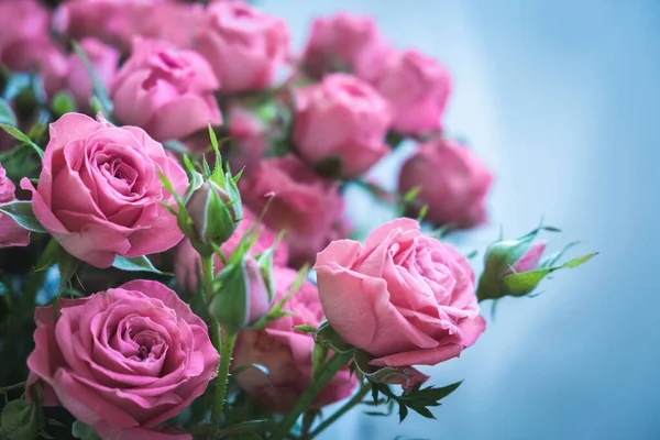 Mavi arka planda bir buket pembe gül. Sevgililer Günü 'nde bir buket pembe gül. Tatil için güzel güller. Doğum günü için güzel güller. arkaplan olarak yükseldi