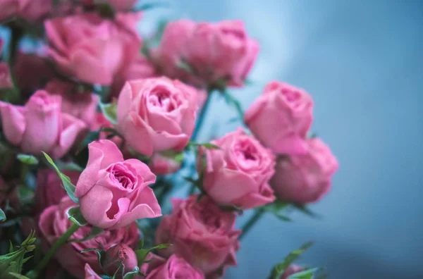 Mavi arka planda bir buket pembe gül. Sevgililer Günü 'nde bir buket pembe gül. Tatil için güzel güller. Doğum günü için güzel güller. arkaplan olarak yükseldi