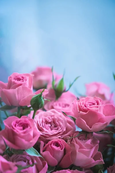 Mavi arka planda bir buket pembe gül. Sevgililer Günü 'nde bir buket pembe gül. Tatil için güzel güller. Doğum günü için güzel güller. arkaplan olarak yükseldi