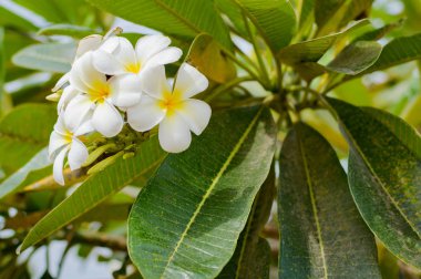 Beyaz plumeria veya frangipani.