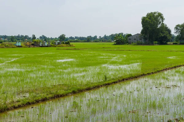 Palmer och paddyfält i molnigt väder. Mekongdeltat, Vietnam — Stockfoto