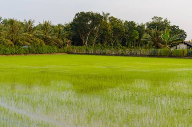 Bulutlu bir günde palmiye ağaçları ve çeltik tarlaları. Mekong Delta, Vietnam