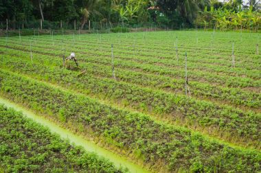 Mekong Deltası'nda sebze çiftliği