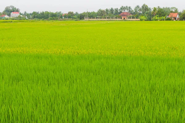 Palmeiras e campo de arroz em dia nublado. Delta do Mekong, Vietname — Fotografia de Stock