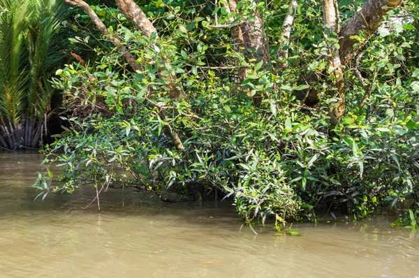 Mekong Deltası'nda küçük kanal.