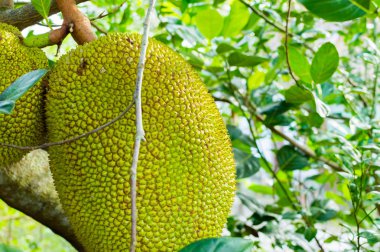 Bir ağaç üzerinde büyük Jackfruits