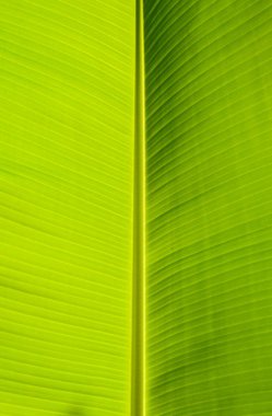 doğal yaprak çizgili