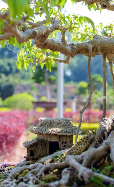 Bonsai - uma decoração clássica casas e parques caros na Ásia — Fotografia de Stock