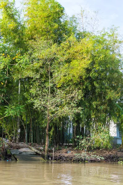 Bosque de bambú en la orilla del río — Foto de Stock