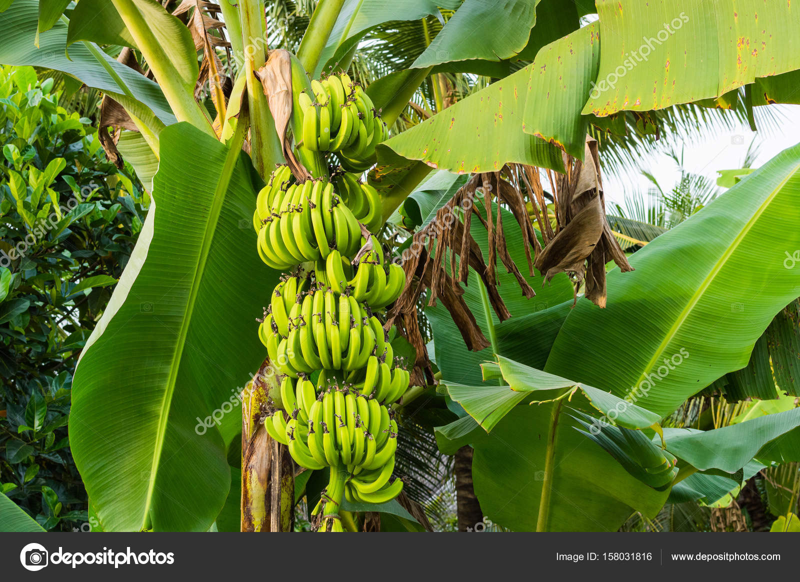 banana tree with bunch