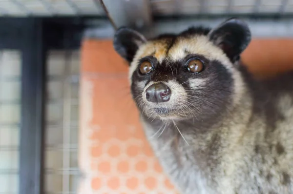 Tame Luwak - Viverra selvagem que vive em florestas na Ásia — Fotografia de Stock