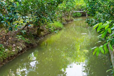 Mekong Deltası'nda küçük kanal.
