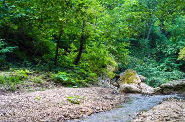 nehir dağ orman derin içinde