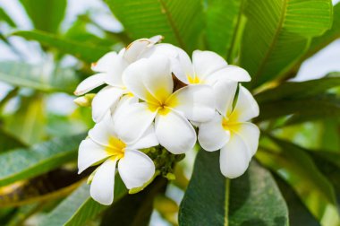Beyaz plumeria veya frangipani.