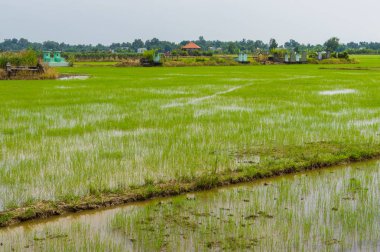 Bulutlu bir günde palmiye ağaçları ve çeltik tarlaları. Mekong Delta, Vietnam