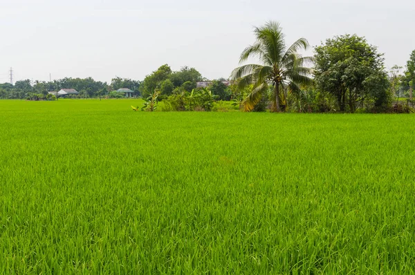 Pohon palem dan sawah pada hari berawan — Stok Foto