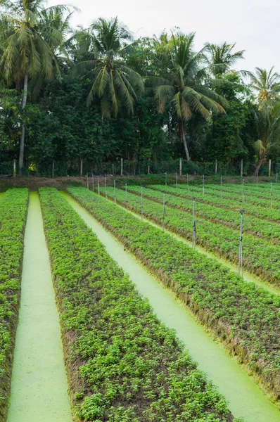 Овощная ферма в дельте Меконга — стоковое фото