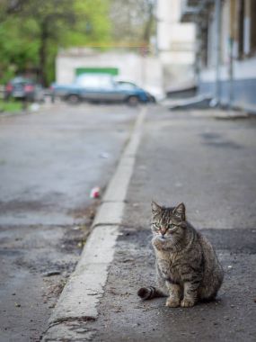 Sokakta yalnız kedi
