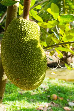 Jackfruits Bahçe