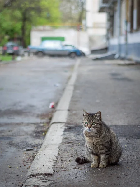 Chat solitaire dans la rue — Photo